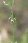 Carolina larkspur